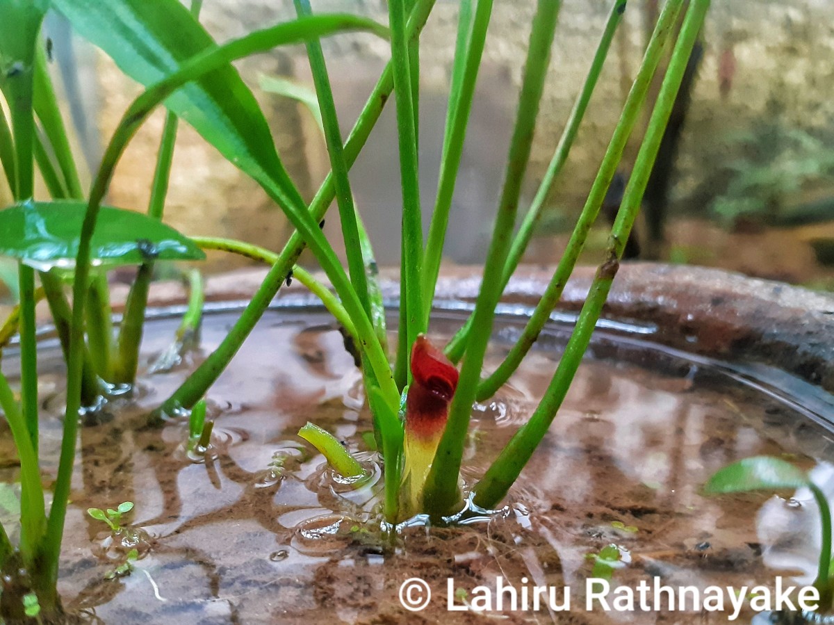 Cryptocoryne parva de Wit